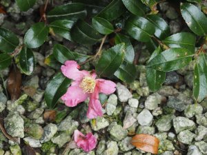 Camellia sasanqua