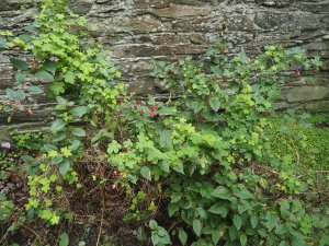 Tropaeolum ciliatum