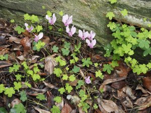 Tropaeolum ciliatum and Cyclamen hederifolium