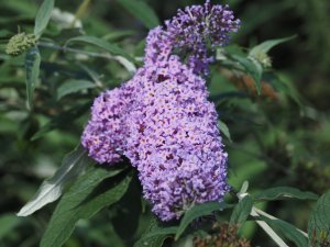 Buddleia