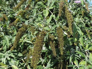 Buddleia
