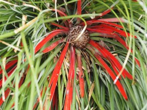 Fascicularia bicolor.