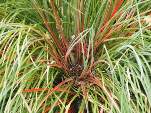 Fascicularia bicolor.