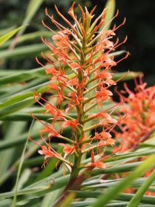 Hedychium densiflorum?