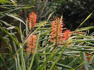 Hedychium densiflorum?
