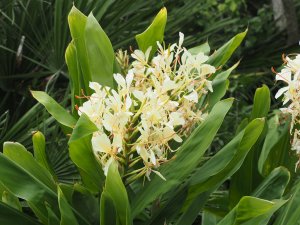 Hedychium gardnerianum