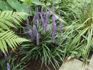 Liriope muscari