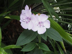 pink flowered Tibouchina