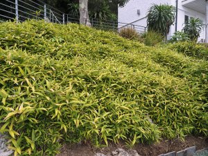 Pleioblastus viridistriatus (Arundinaria auricoma)