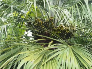 Trachycarpus fortunei