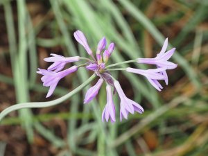 Tulbaghia violacea ‘Silver Lace’