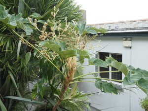 Tetrapanax papyrifer ‘Rex’
