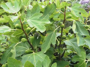 unripe figs