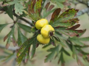 Crataegus schraderiana