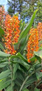 Hedychium ‘Thai Spirit’