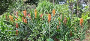 Hedychium ‘Thai Spirit’