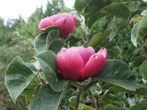Magnolia ‘Vulcan’ x M. ‘Black Tulip’