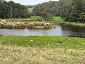 Three mature swans