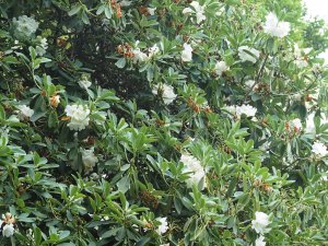 Rhododendron decorum