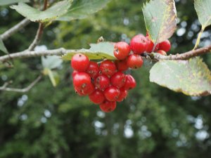 Sorbus adamii
