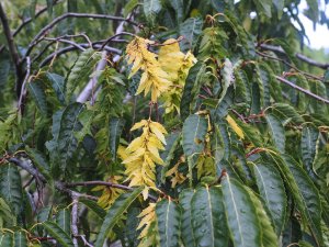 Carpinus pubescens