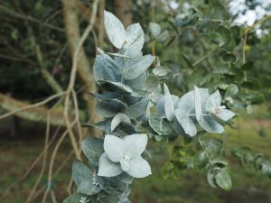 Eucalyptus crenulata