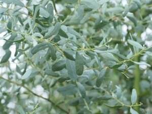 Eucalyptus gunnii ‘France Bleu’