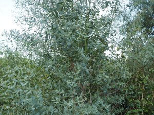 Eucalyptus gunnii ‘France Bleu’