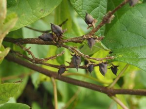 Paulownia kawakamii