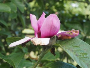 Magnolia ‘Apollo’
