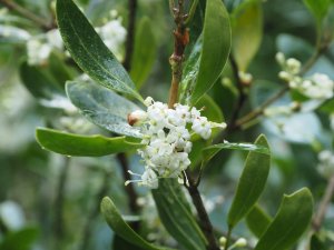 Osmanthus heterophyllus
