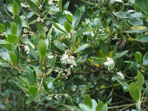 Osmanthus heterophyllus