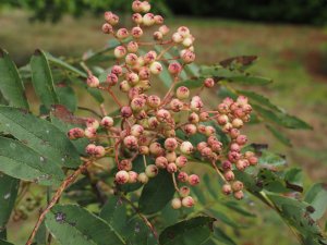 Sorbus hupehensis