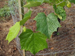 Alangium chinense