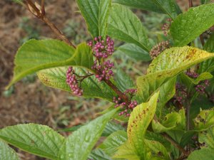 Callicarpa japonica var. luxurians