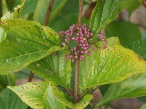 Callicarpa japonica var. luxurians