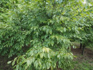 Carpinus fargesiana (KA – 8780)