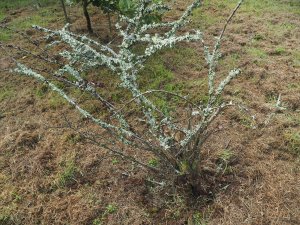 Cotoneaster hualiensis