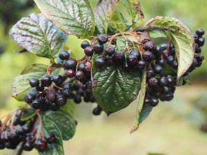 Cotoneaster moupinensis