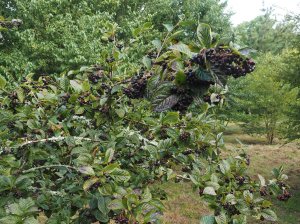 Cotoneaster moupinensis