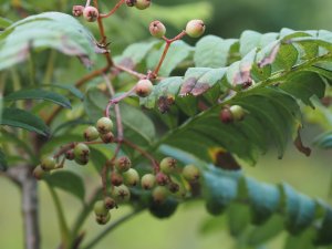 Sorbus parvifructa