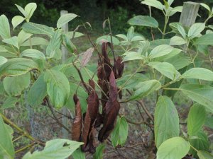 Viburnum sambucinum