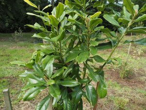 Magnolia sharpii x M. tamaulipana x M. grandiflora