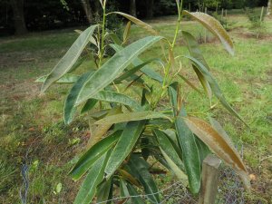 Magnolia yunnanensis