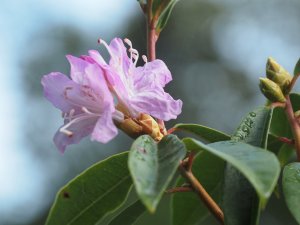 Rhododendron davidsonianum ‘Caerhays Pink’