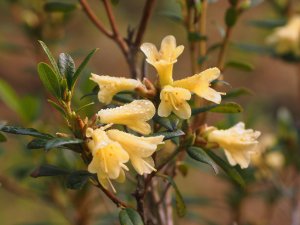 Rhododendron ‘Yellow Hammer’