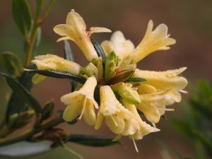 Rhododendron ‘Yellow Hammer’