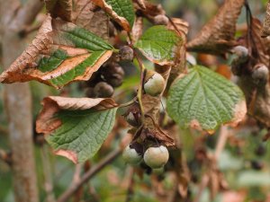 Styrax shiraianus