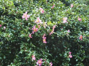 Camellia sasanqua