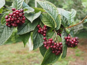 Cotoneaster cornifolius ‘Ogisu’ (93330)